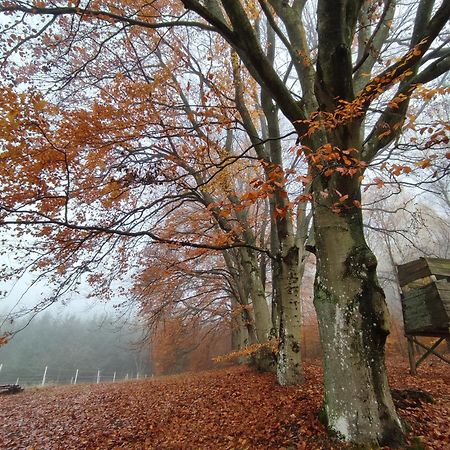 Zacisze Pod Bukami Daire Gornica Dış mekan fotoğraf