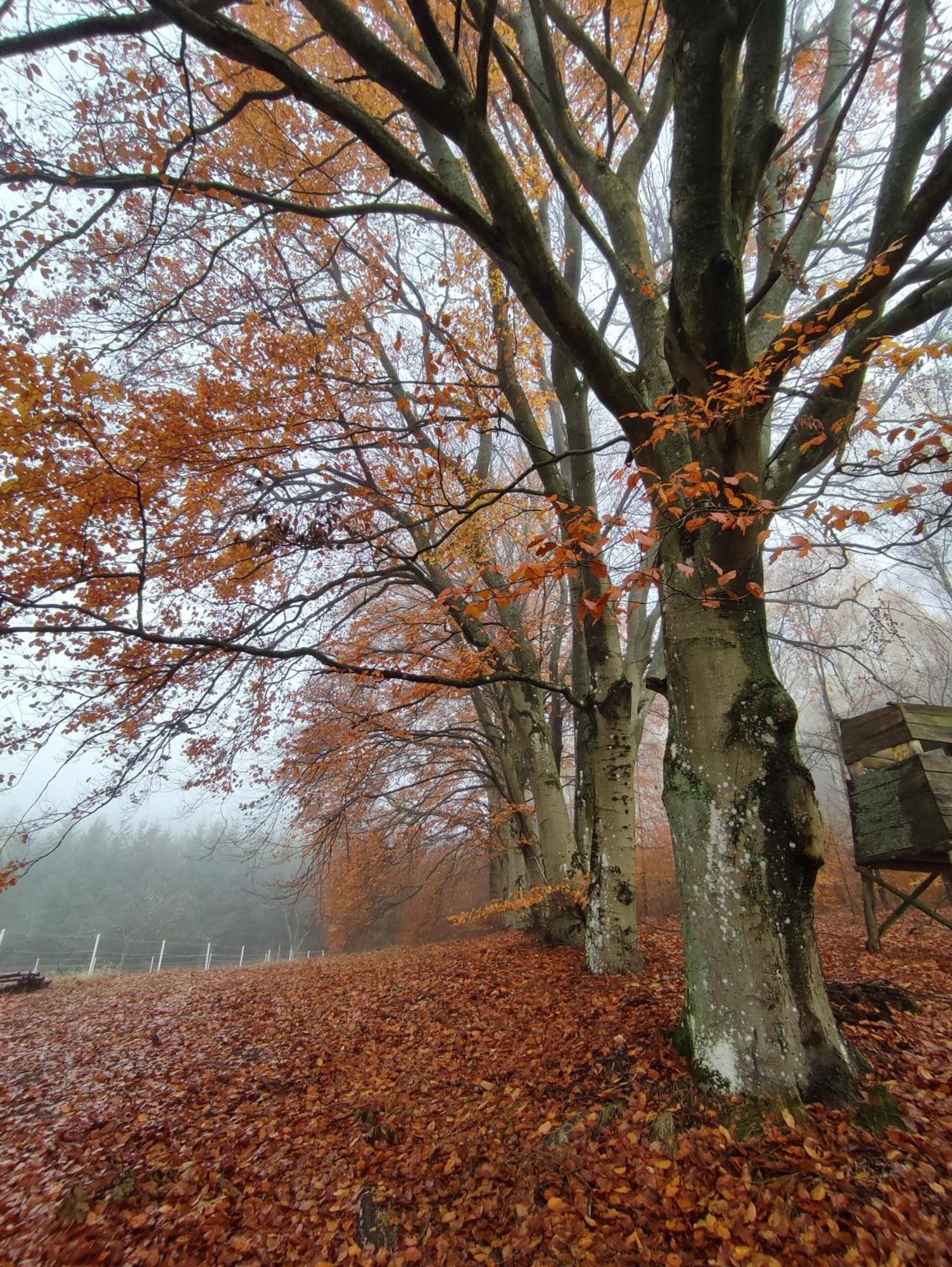 Zacisze Pod Bukami Daire Gornica Dış mekan fotoğraf